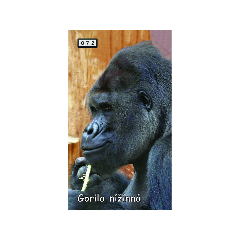Magnetka 072 - Gorila nížinná