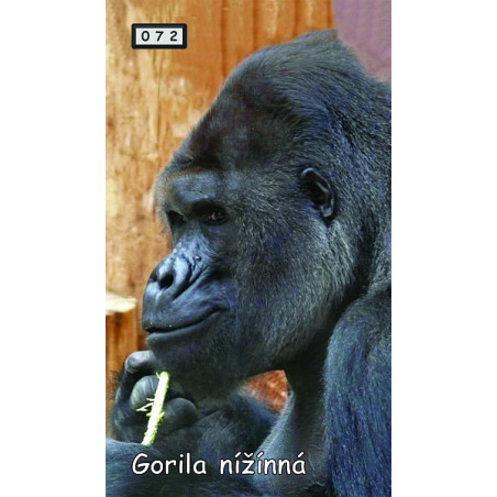 Magnetka 072 - Gorila nížinná
