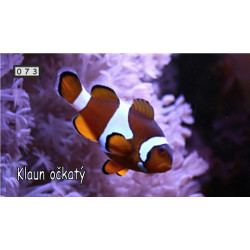 Magnetka 073 - Klaun očkatý