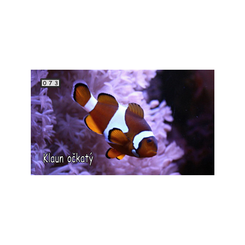 Magnetka 073 - Klaun očkatý