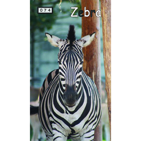 Magnetka 074 - Zebra