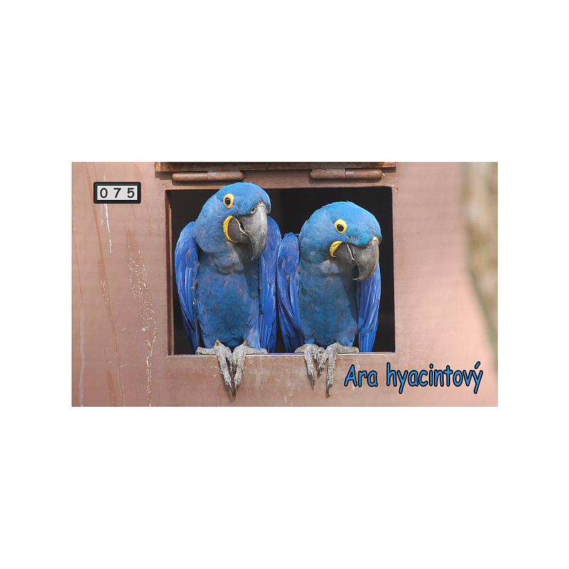Magnetka 075 - Ara hyacintový