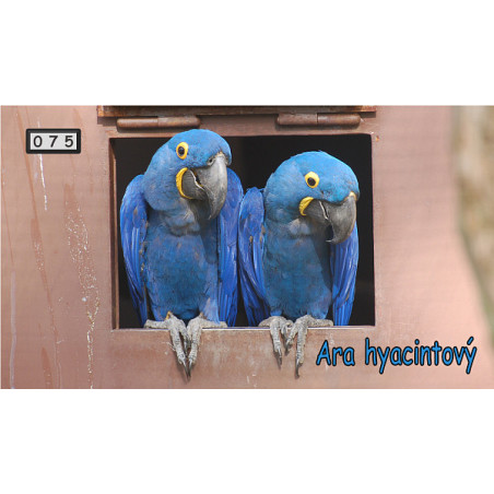 Magnetka 075 - Ara hyacintový