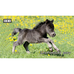 Magnetka 081 - Shetlandský pony