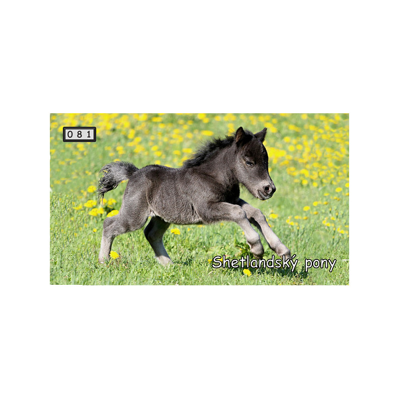 Magnetka 081 - Shetlandský pony