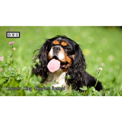 Magnetka 091 - Kavalír king Charles španěl