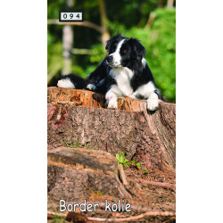 Magnetka 094 - Border kolie