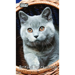 Magnetka 099 - Britská krátkosrstá