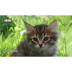 Magnetka 101 - Sibiřská kočka