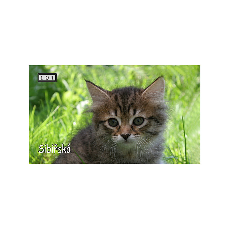 Magnetka 101 - Sibiřská kočka
