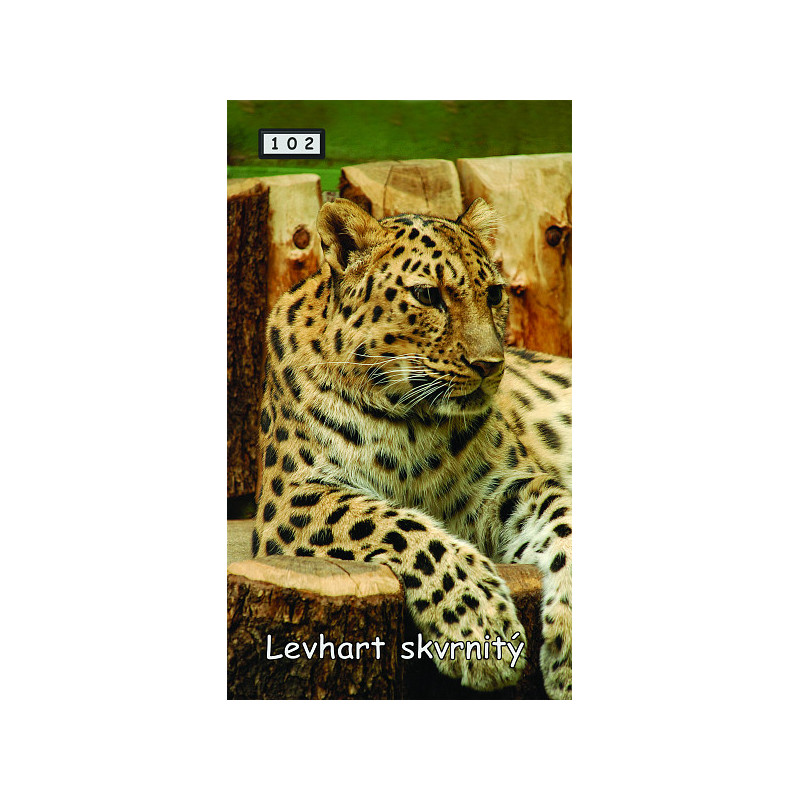 Magnetka 102 - Levhart skvrnitý