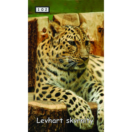 Magnetka 102 - Levhart skvrnitý