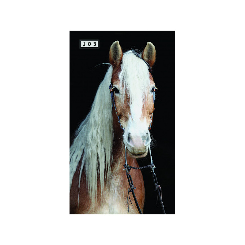 Magnetka 103 - Kůň