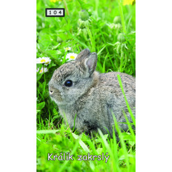 Magnetka 104 - Králík zakrslý