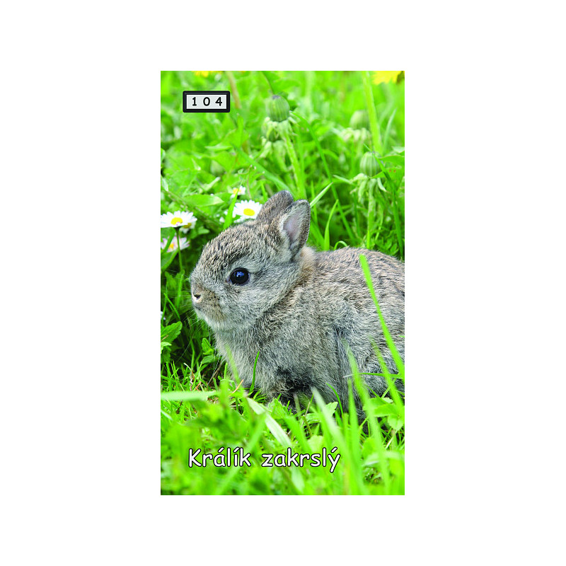 Magnetka 104 - Králík zakrslý