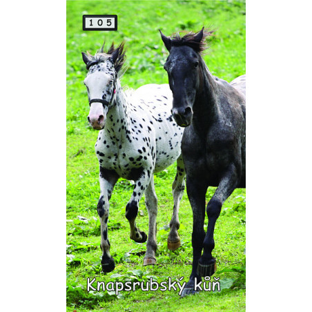 Magnetka 105 - Knabstrupský kůň