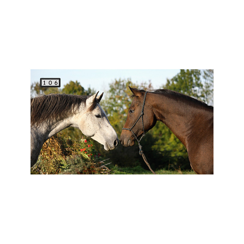 Magnetka 106 - Koně