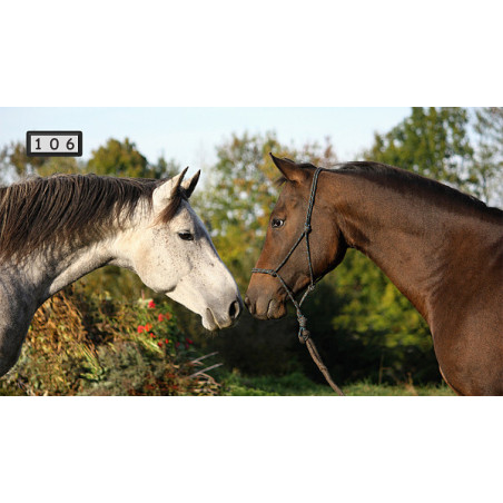 Magnetka 106 - Koně