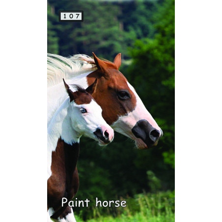 Magnetka 107 - Paint horse