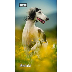 Magnetka 131 - Saluki
