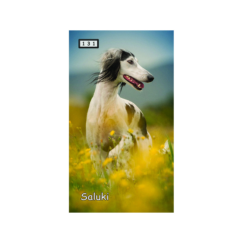 Magnetka 131 - Saluki