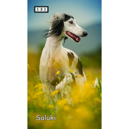 Magnetka 131 - Saluki