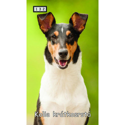 Magnetka 132 - Kólie krátkosrstá