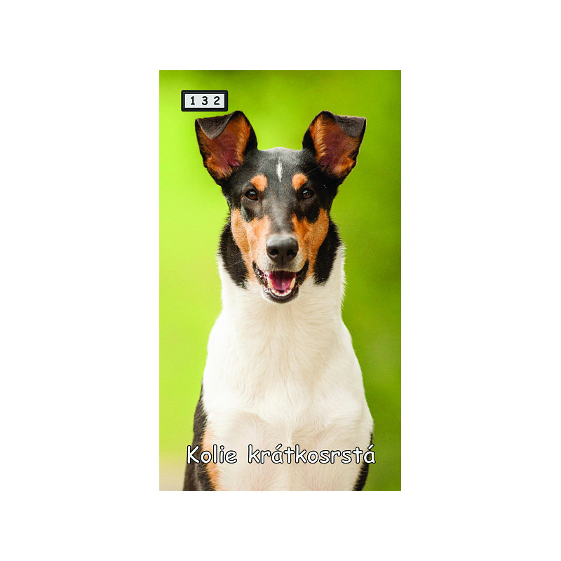 Magnetka 132 - Kólie krátkosrstá