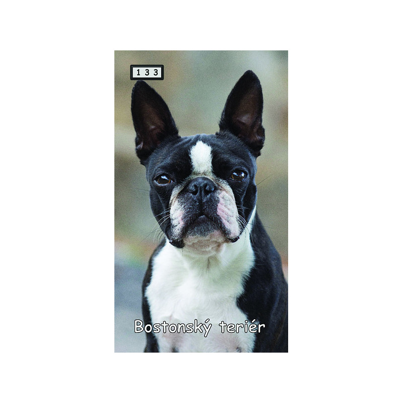 Magnetka 133 - Bostonský teriér