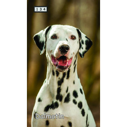 Magnetka 134 - Dalmatin