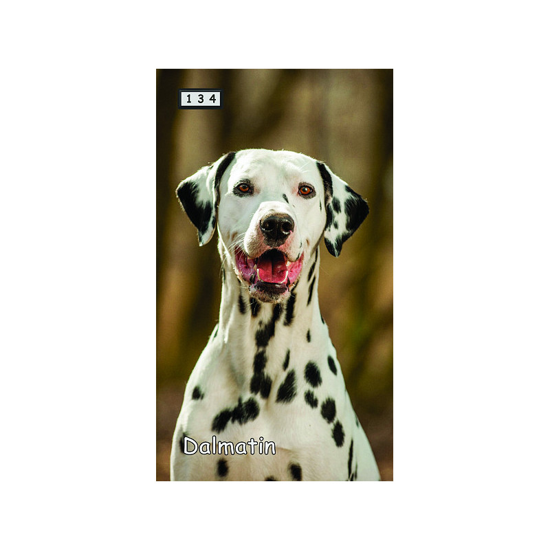 Magnetka 134 - Dalmatin