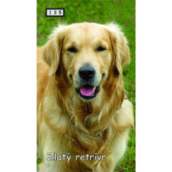 Magnetka 135 - Zlatý retrívr