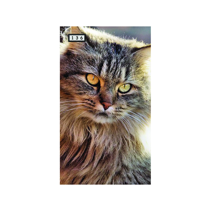 Magnetka 136 - Kočka