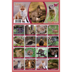 Naučná pexesa 1 - Savci