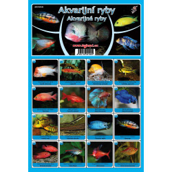 Fauna  - Akvarijní ryby