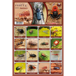 Naučná pexesa 3 - Hmyz