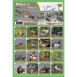 Naučná pexesa 5 - Ptáci