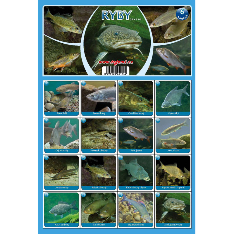 Naučná pexesa 6 - Ryby