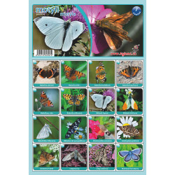 Naučná pexesa 7 - Motýli