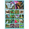 Naučná pexesa 7 - Motýli