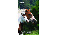 M107 - Paint horse